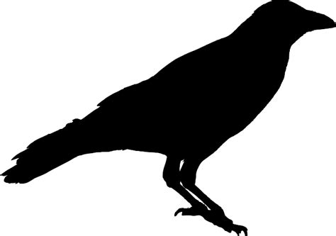 Old Crows